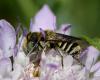 Megachile sp.